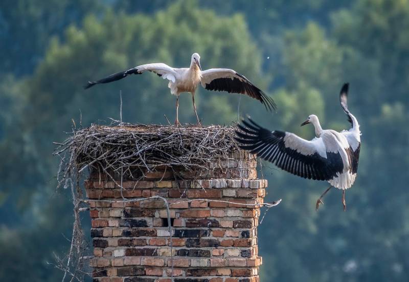 Professional Chimney Animal Removal Services in Lynn, Massachusetts